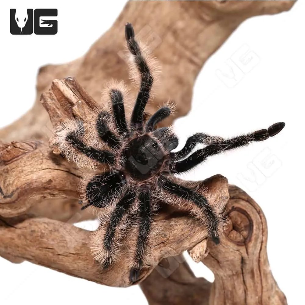 15693 brazilian curly hair tarantula habitat
