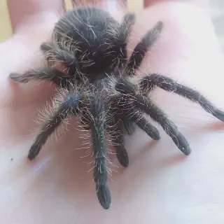 /img/15693-brazilian-curly-hair-tarantula-handling.webp