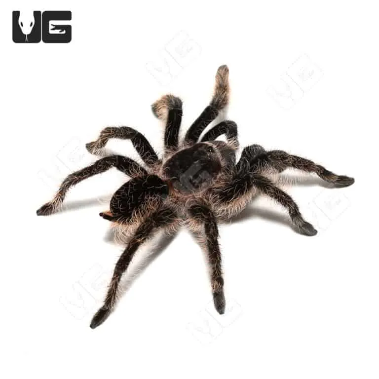 15693 brazilian curly hair tarantula molting
