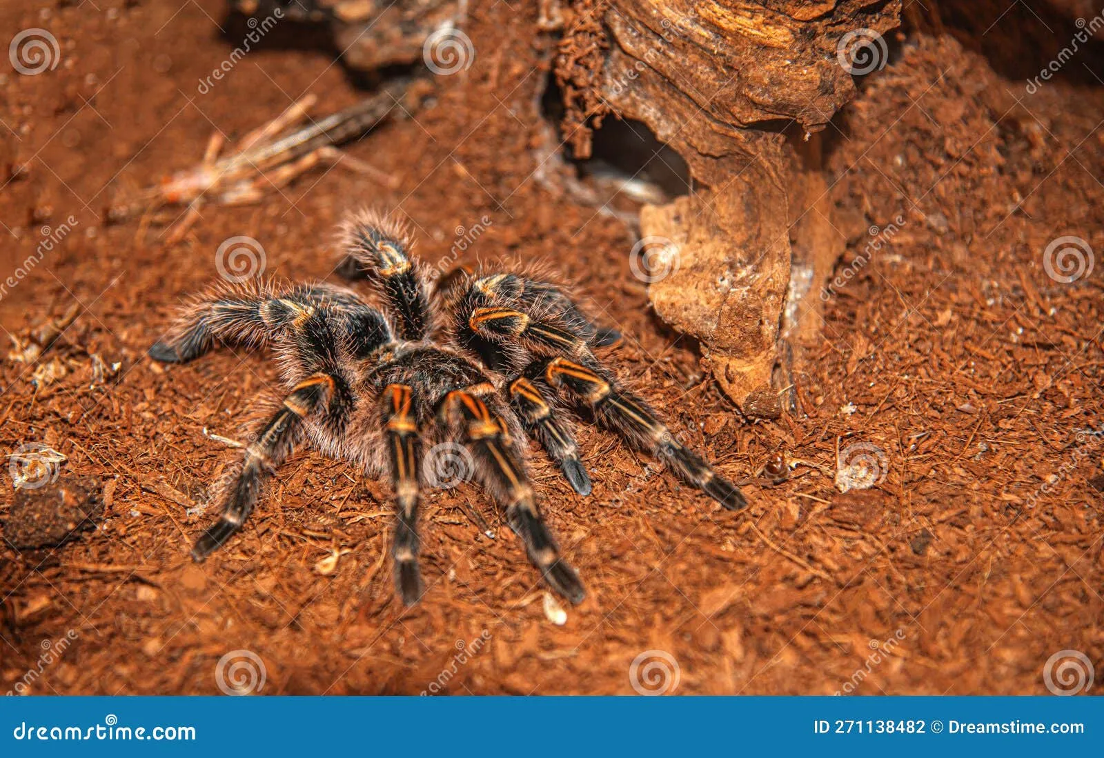 /img/15695-tarantula-conservation.webp