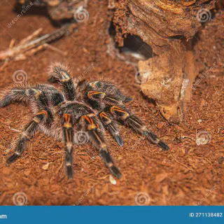 /img/15695-tarantula-conservation.webp