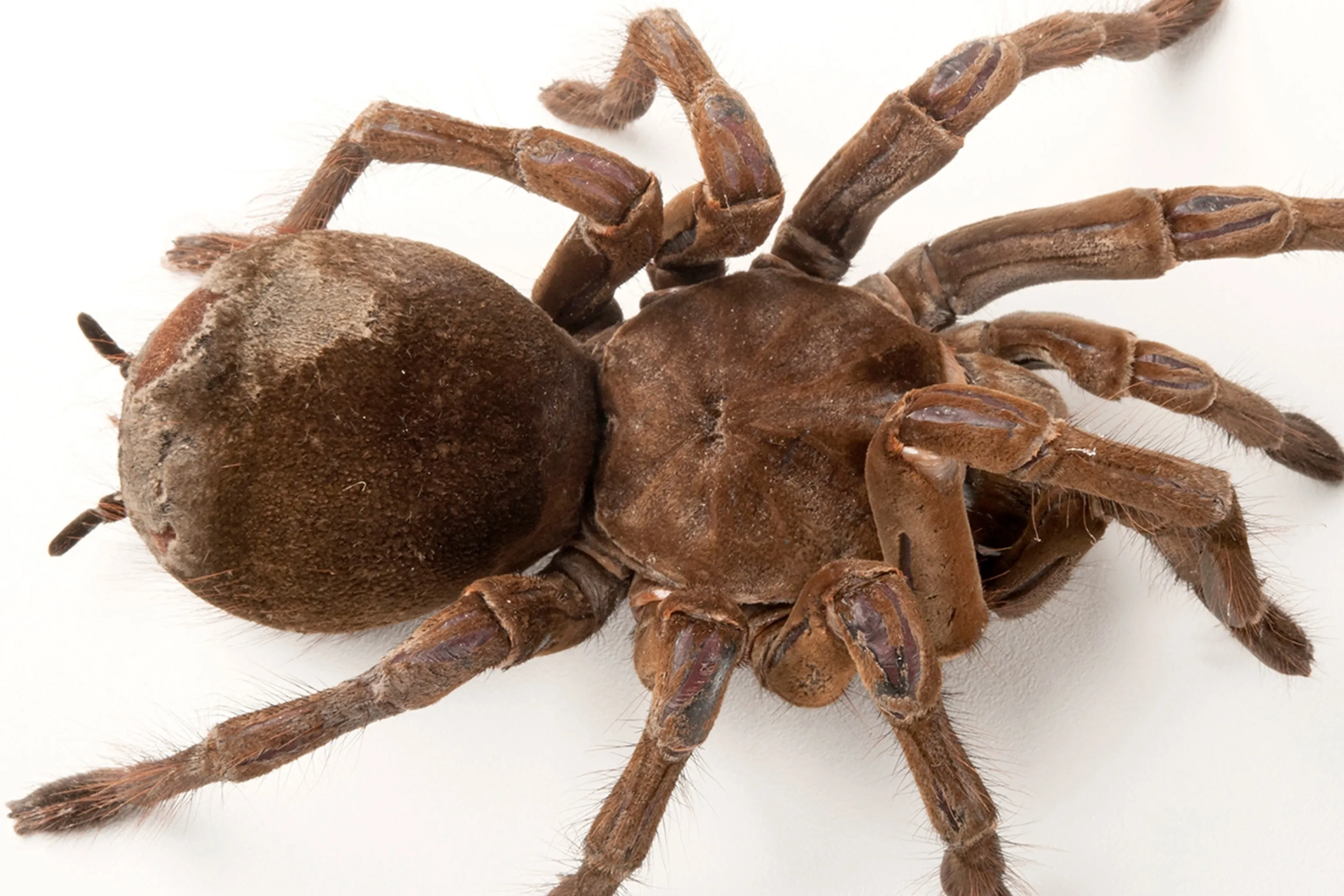 15696 goliath birdeater comparison