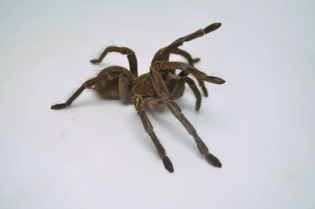 /img/15696-goliath-birdeater-handling.webp