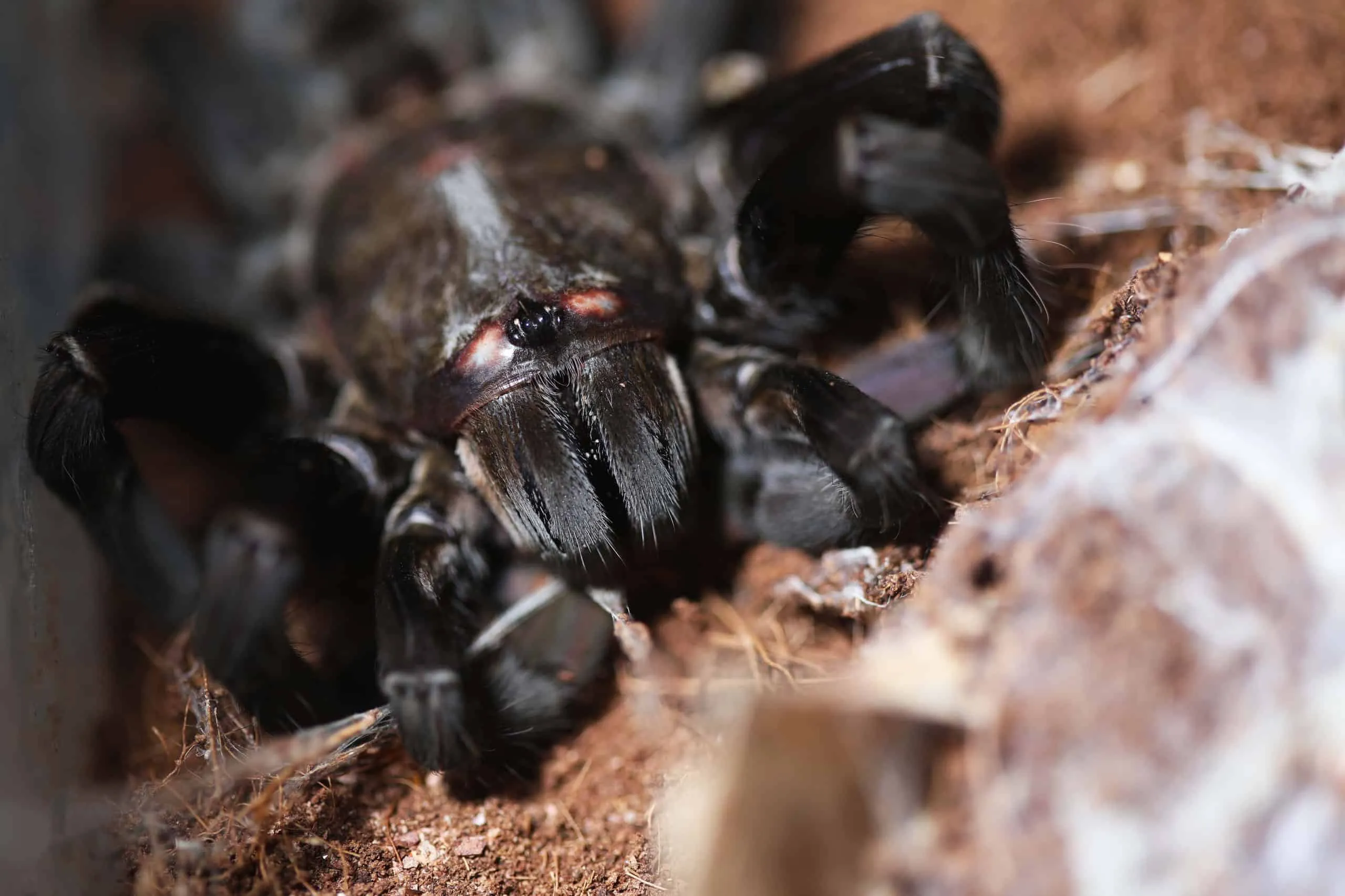 /img/15697-nigerrimum-tarantula-breeding.webp