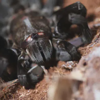/img/15697-nigerrimum-tarantula-breeding.webp