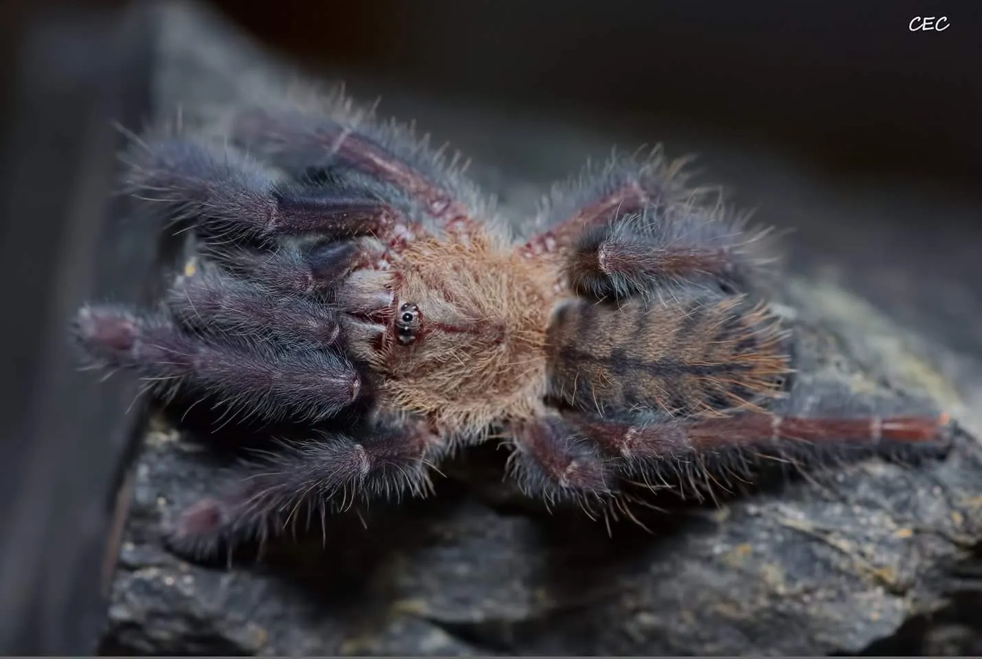 15697 nigerrimum tarantula feeding