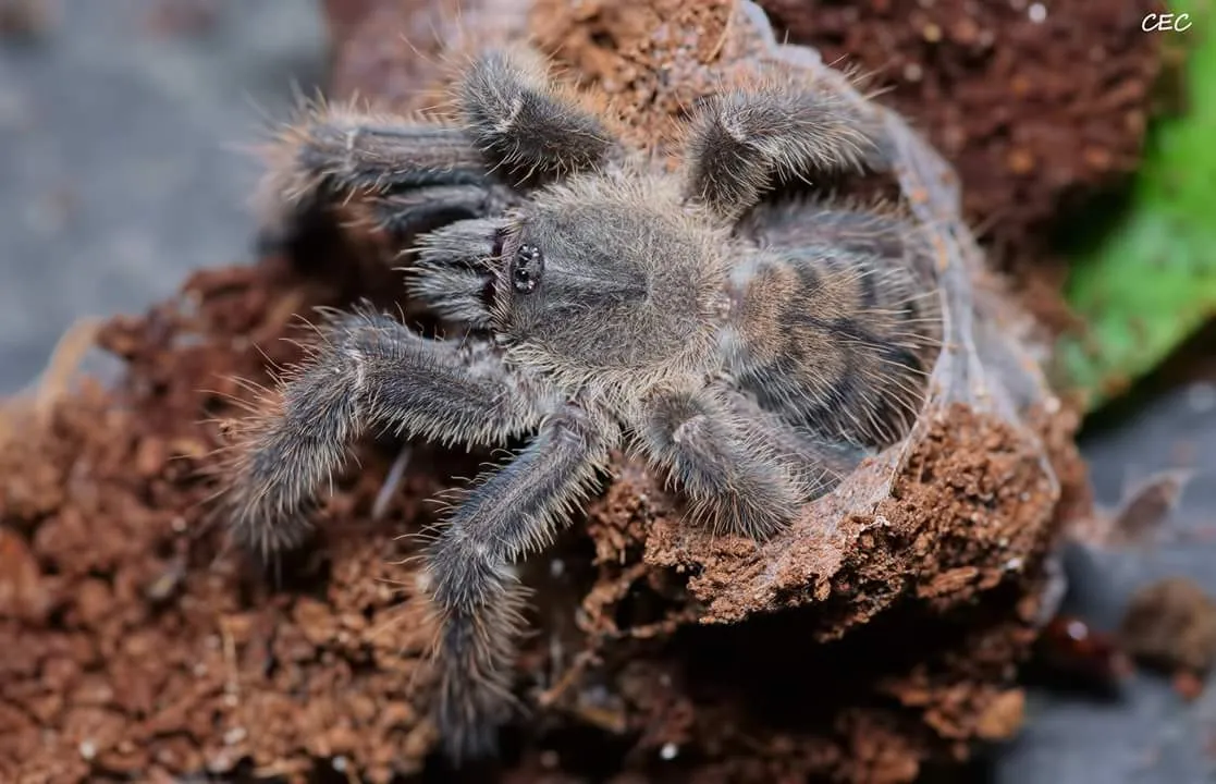 15697 nigerrimum tarantula health