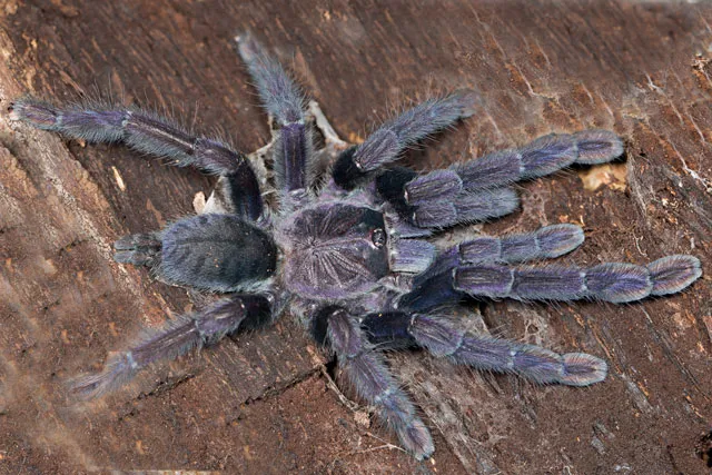 15697 nigerrimum tarantula overview