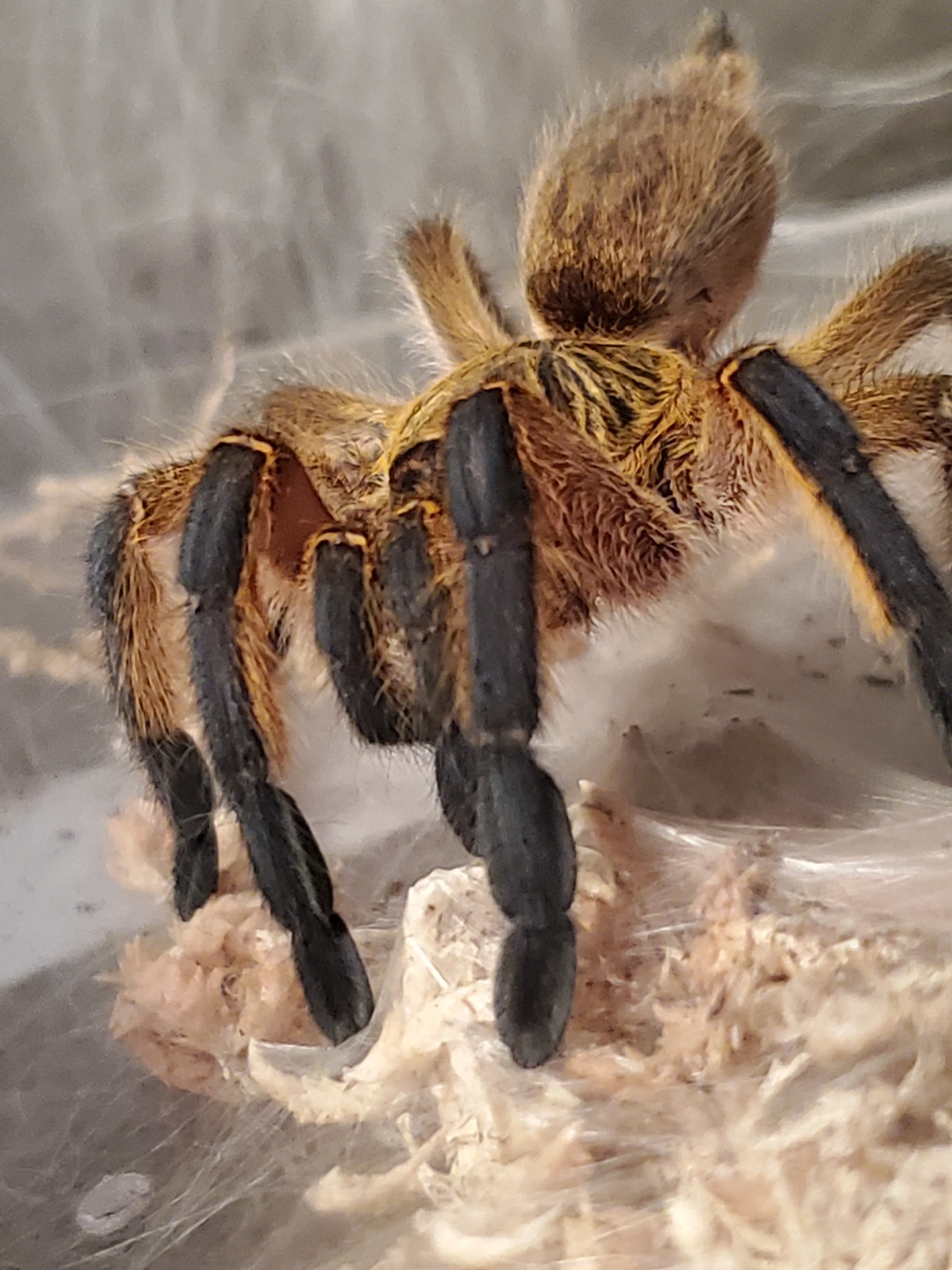 15698 tarantula male female