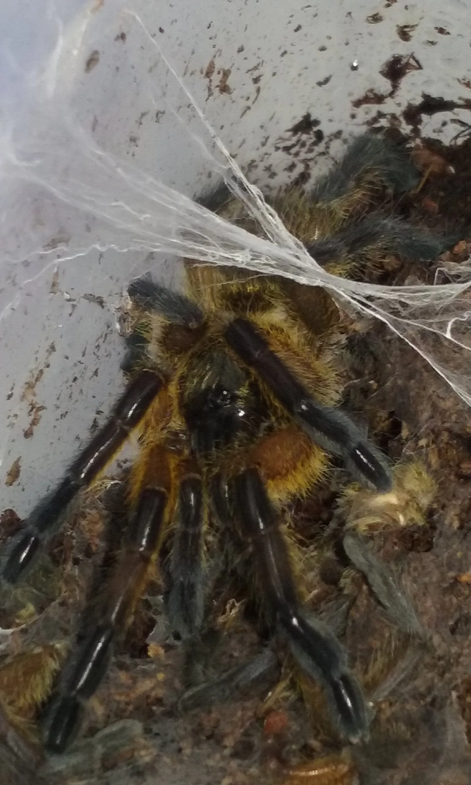 15698 tarantula molting