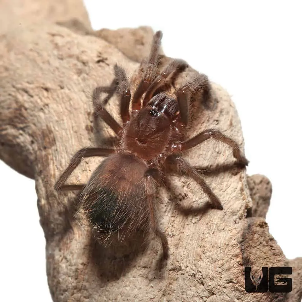 15699 red knee tarantula sling 3
