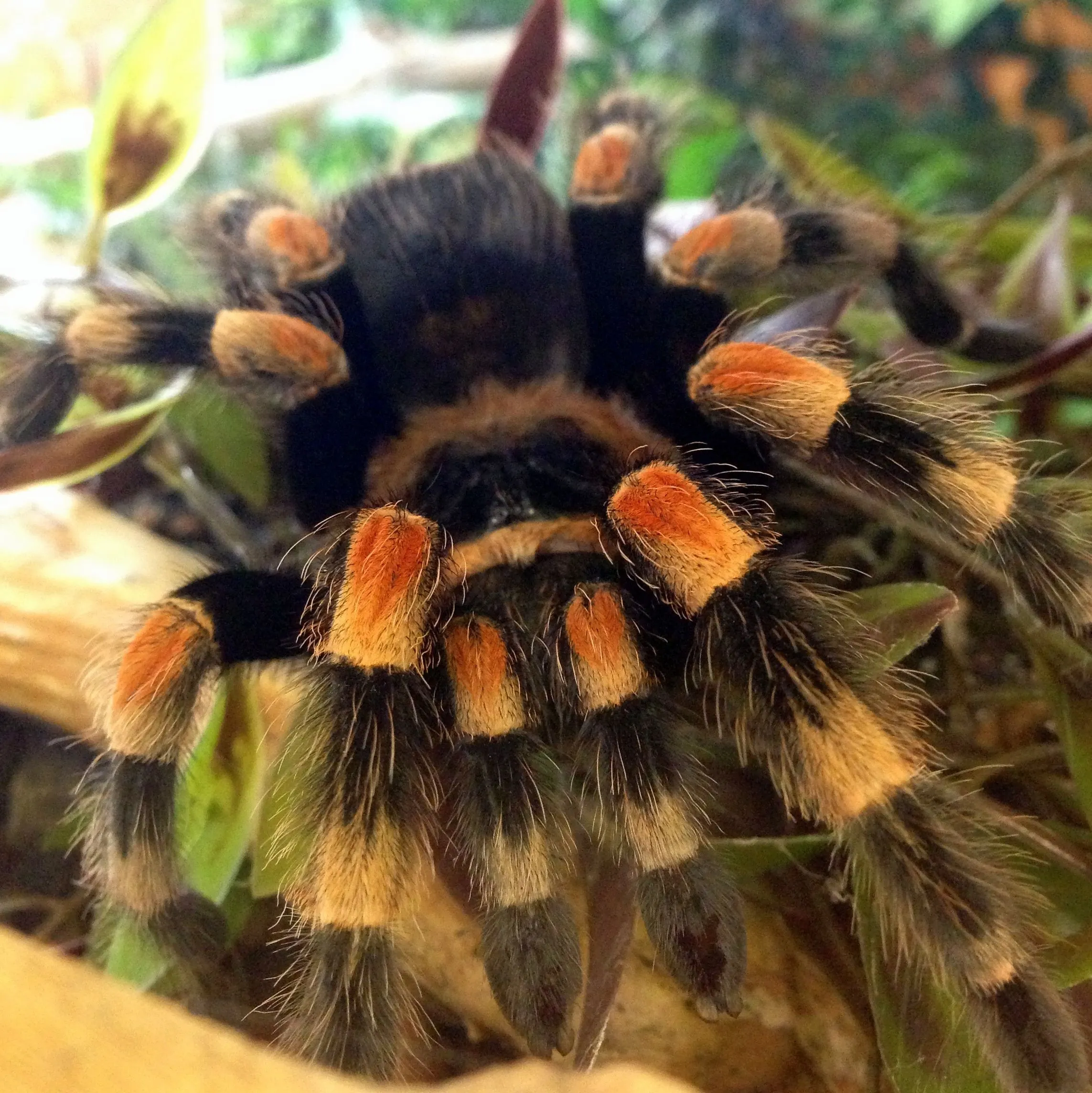 15699 red knee tarantula sling 4