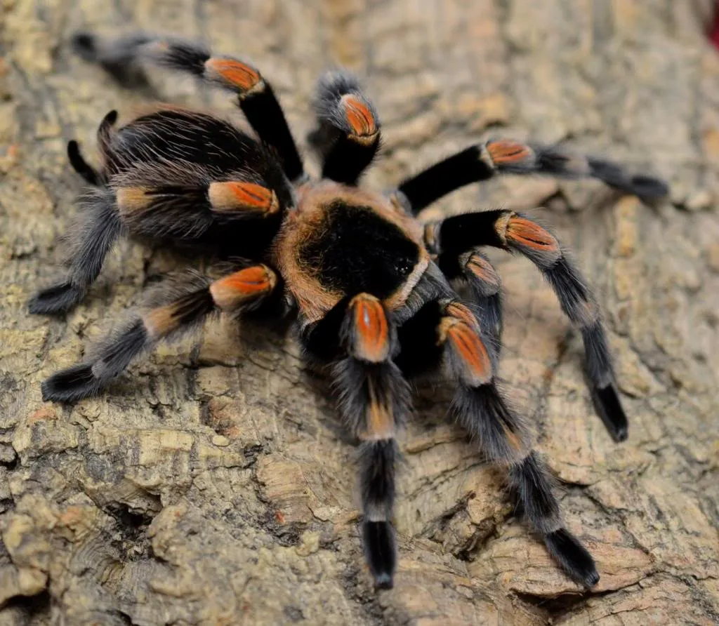 /img/15699-red-knee-tarantula-sling-5.webp
