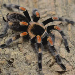 /img/15699-red-knee-tarantula-sling-5.webp