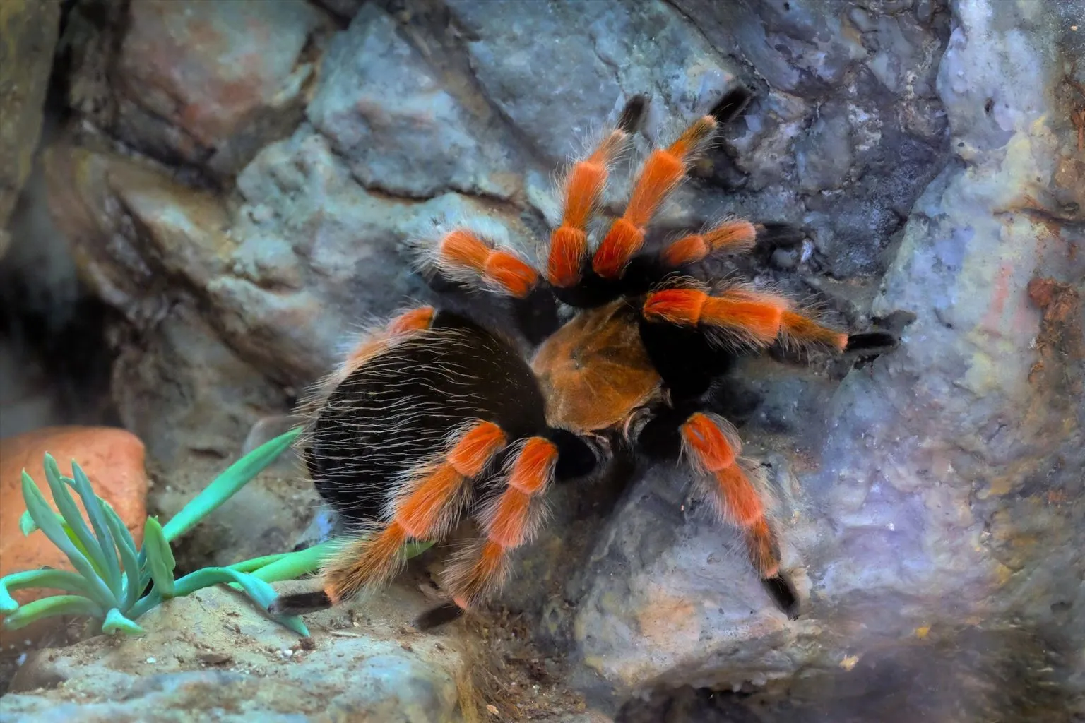 15699 tarantula sling feeding