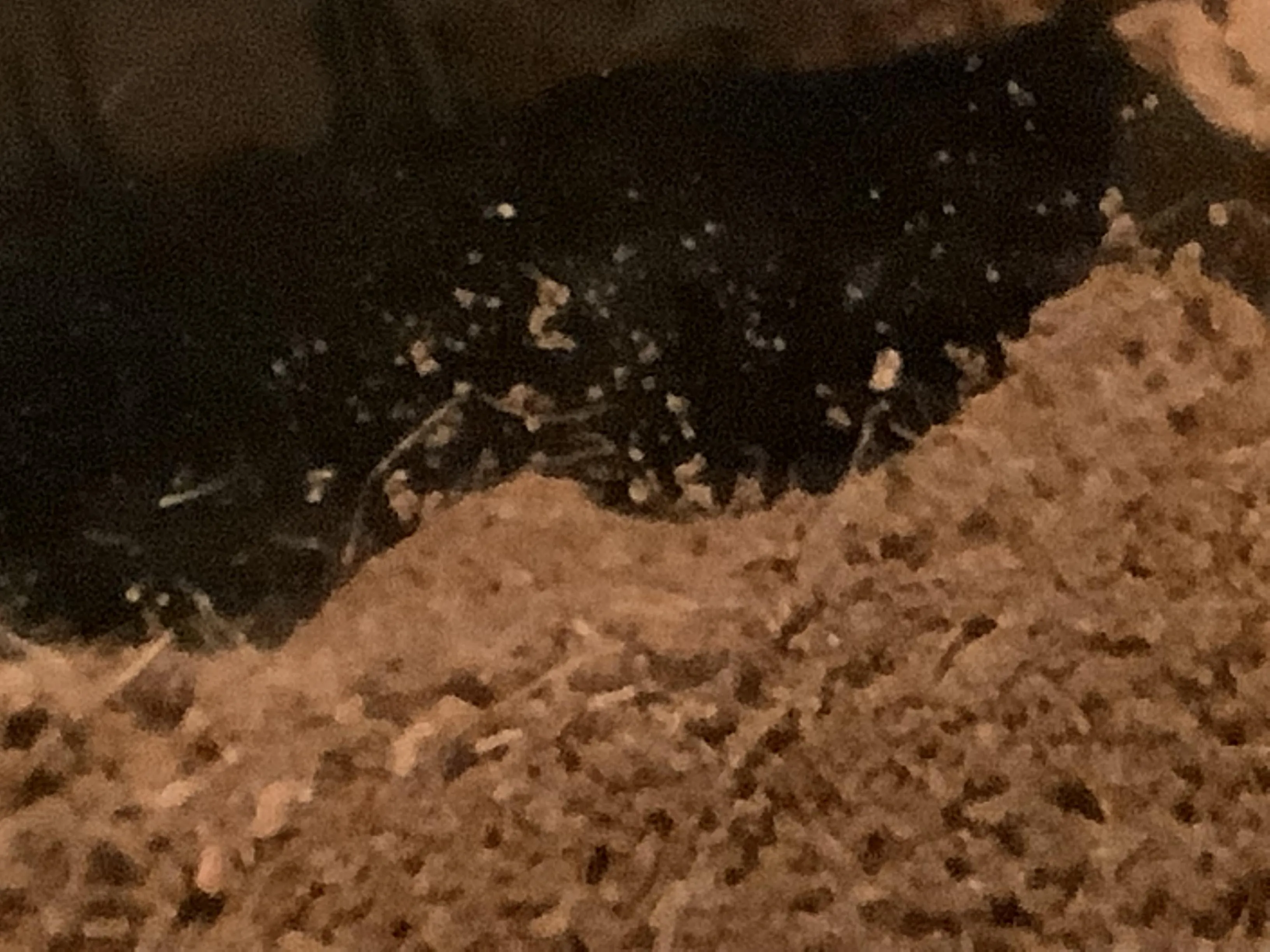 15700 tarantula quarantine