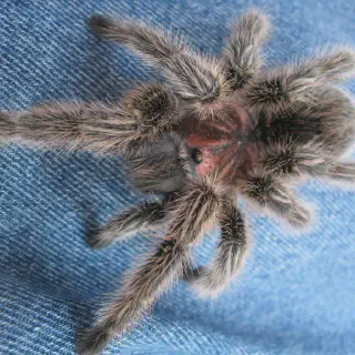 /img/15701-tarantula-buying.webp