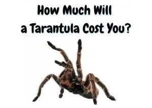 15701 tarantula supplies