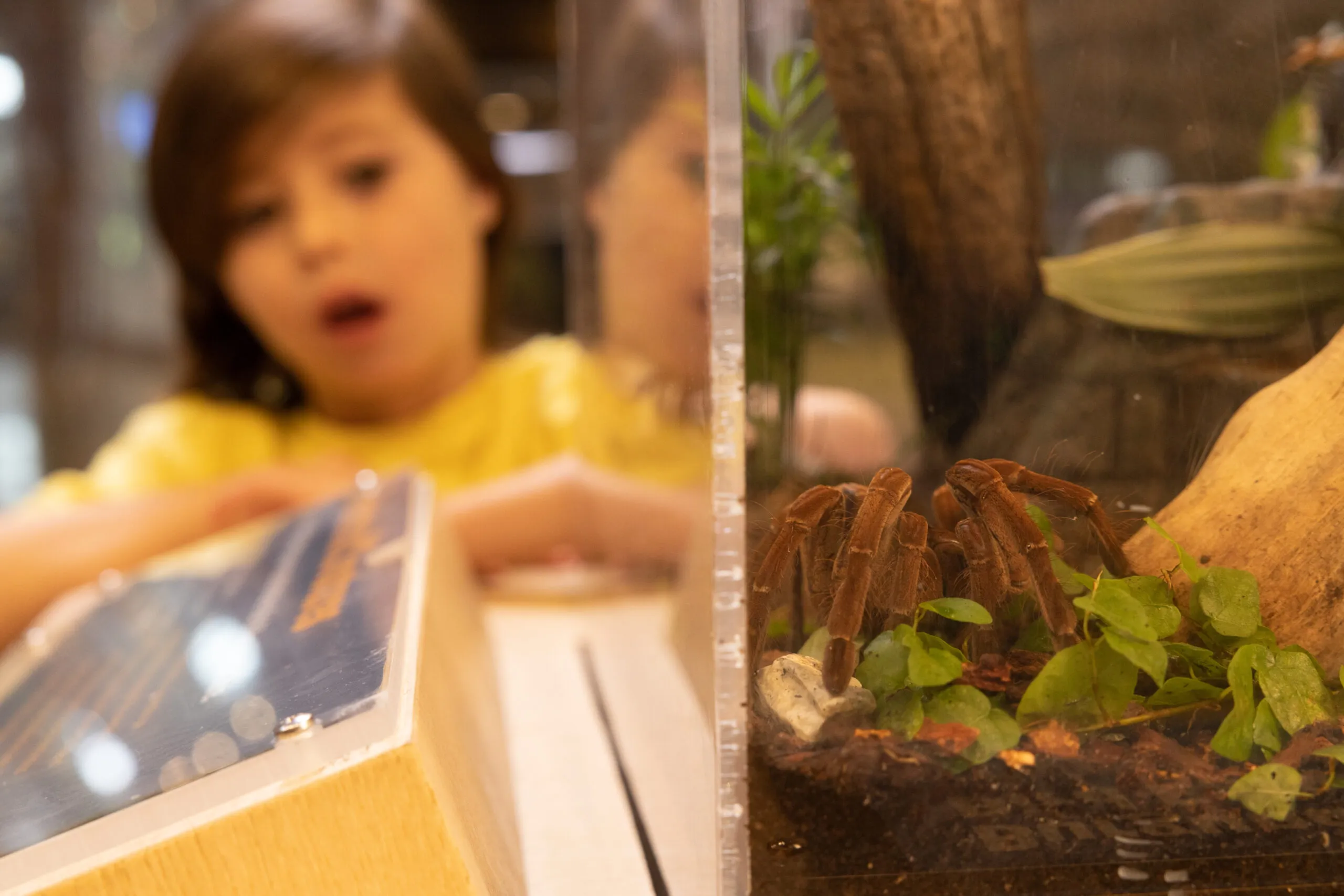 15705 tarantula anti venom image2