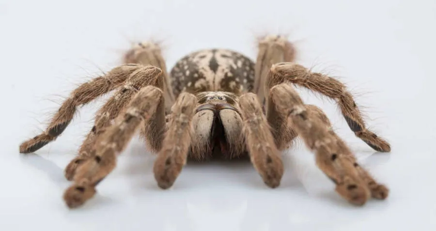 /img/15705-tarantula-anti-venom-image3.webp