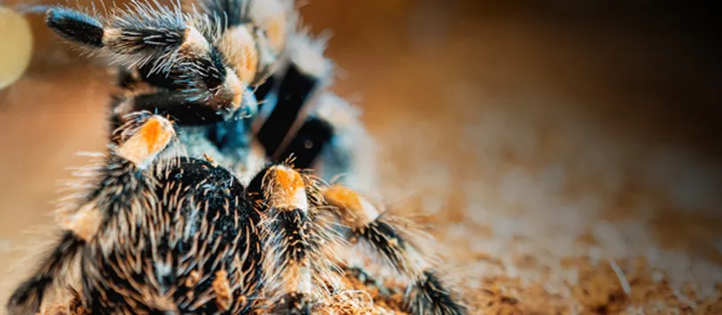 15705 tarantula bite symptoms