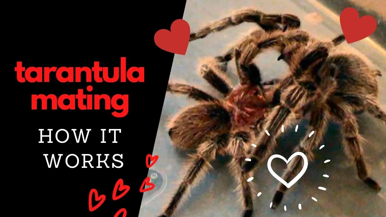 15706 tarantula pairing courtship