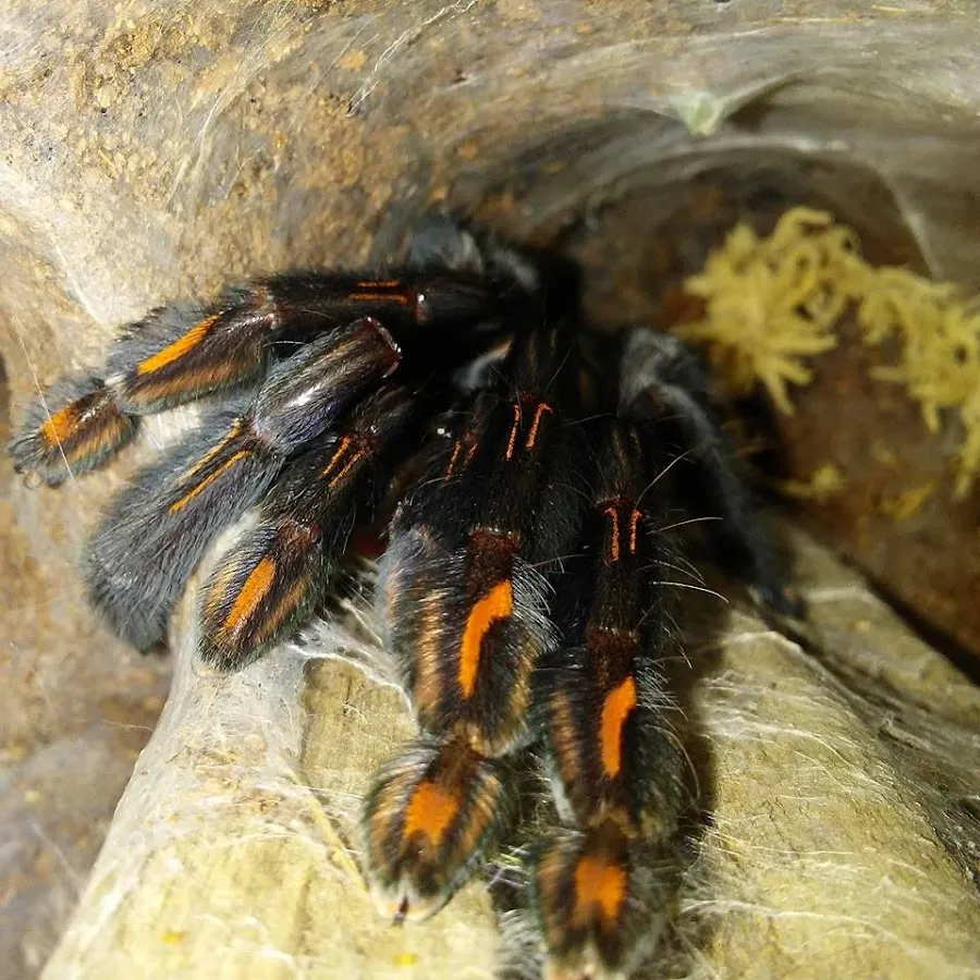 15706 tarantula pairing female