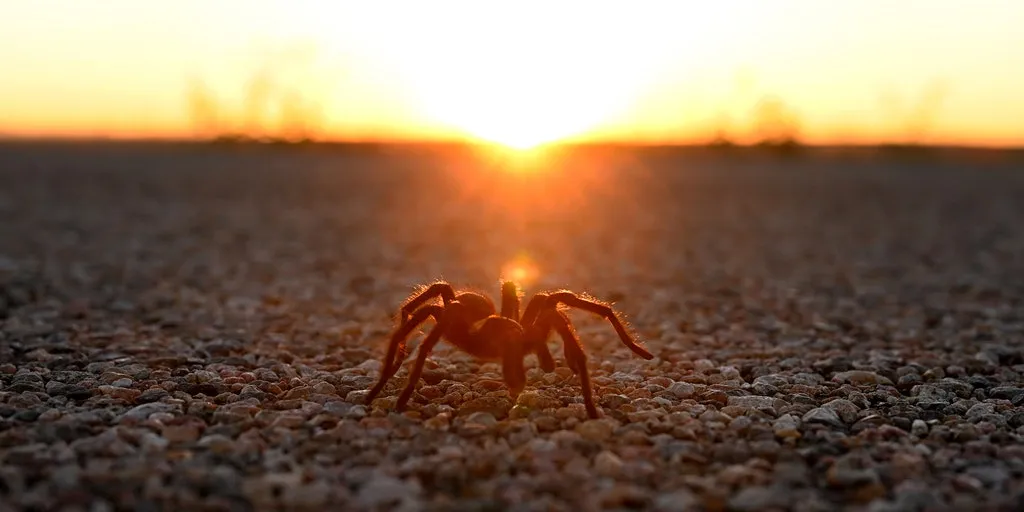 15706 tarantula pairing juveniles
