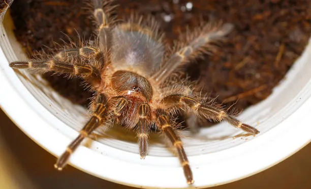 15707 striped knee tarantula cleaning
