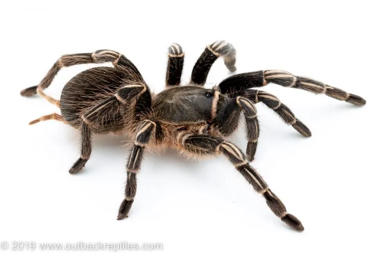 15707 striped knee tarantula feeding