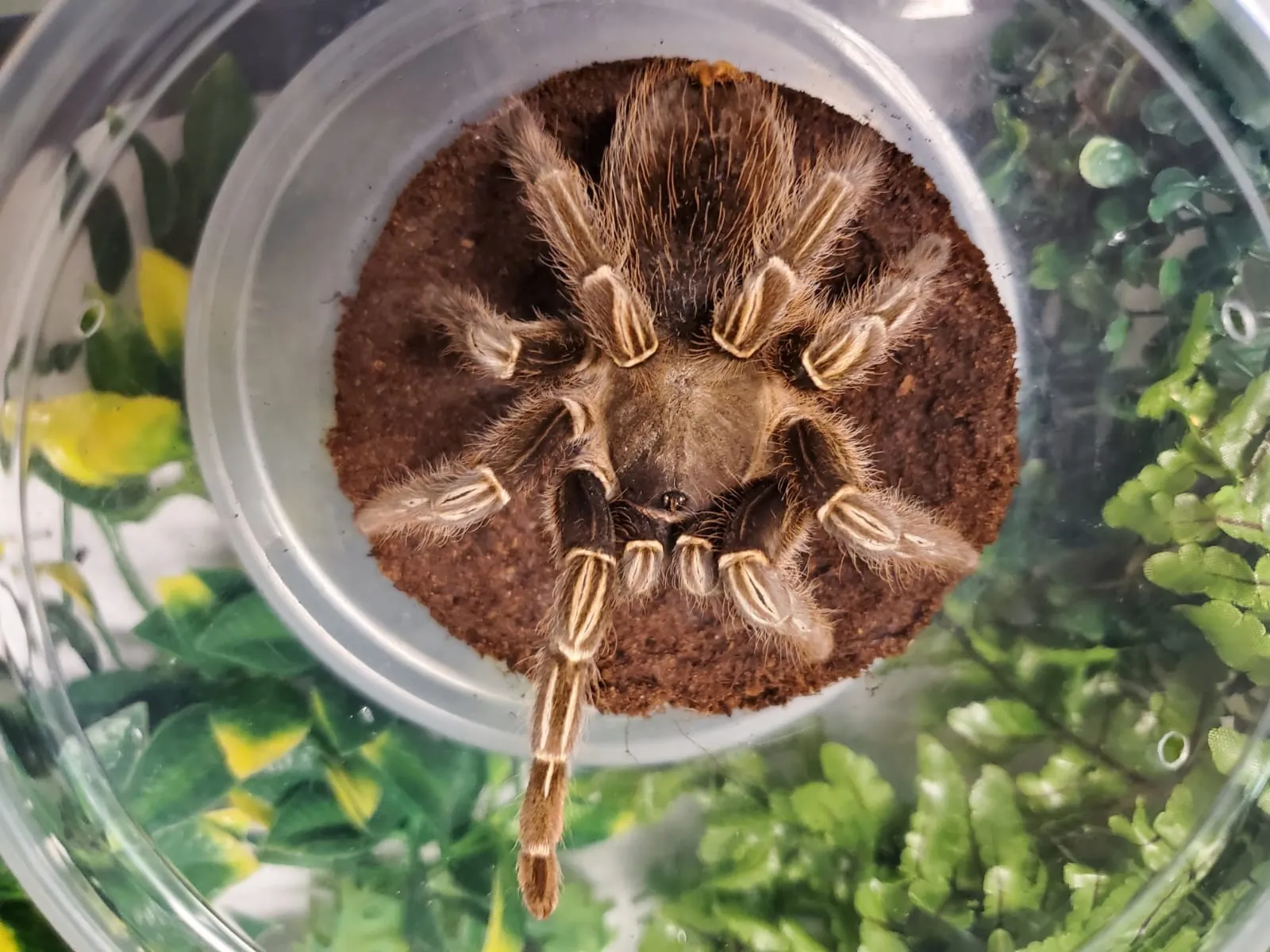 15707 striped knee tarantula hide