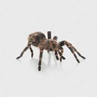 /img/15707-striped-knee-tarantula-lighting.webp