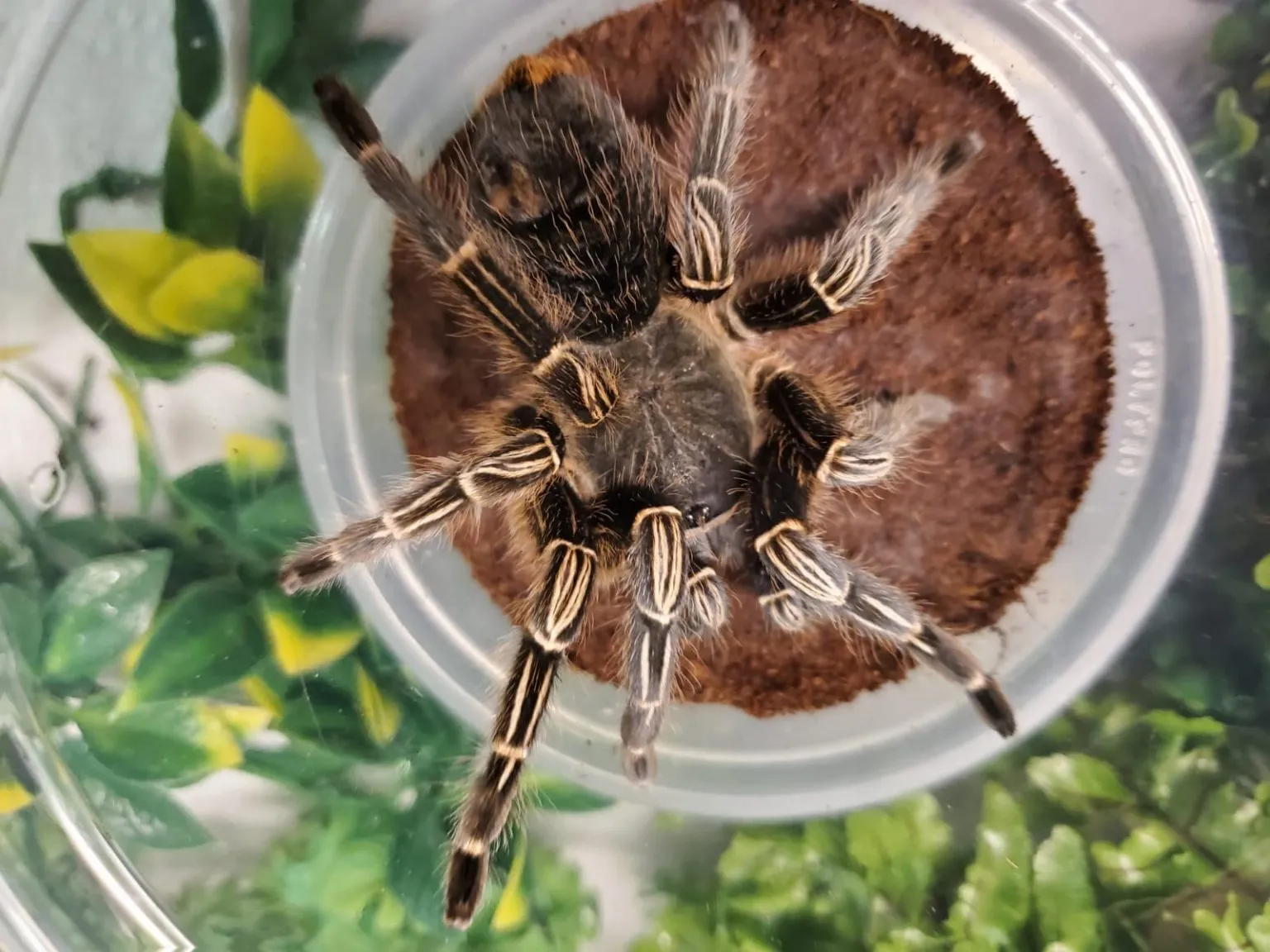 15707 striped knee tarantula substrate