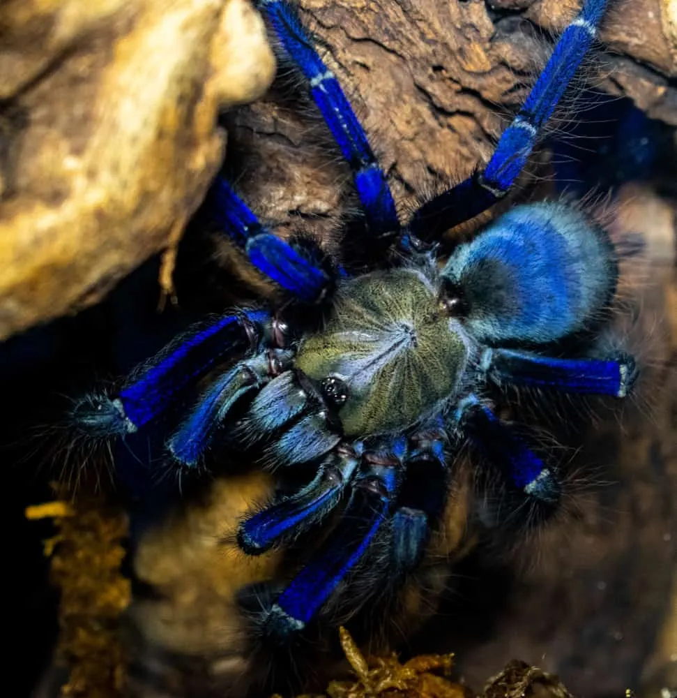 15708 blue tarantula sarawak closeup
