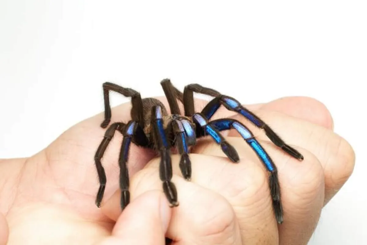 15708 blue tarantula sarawak conservation