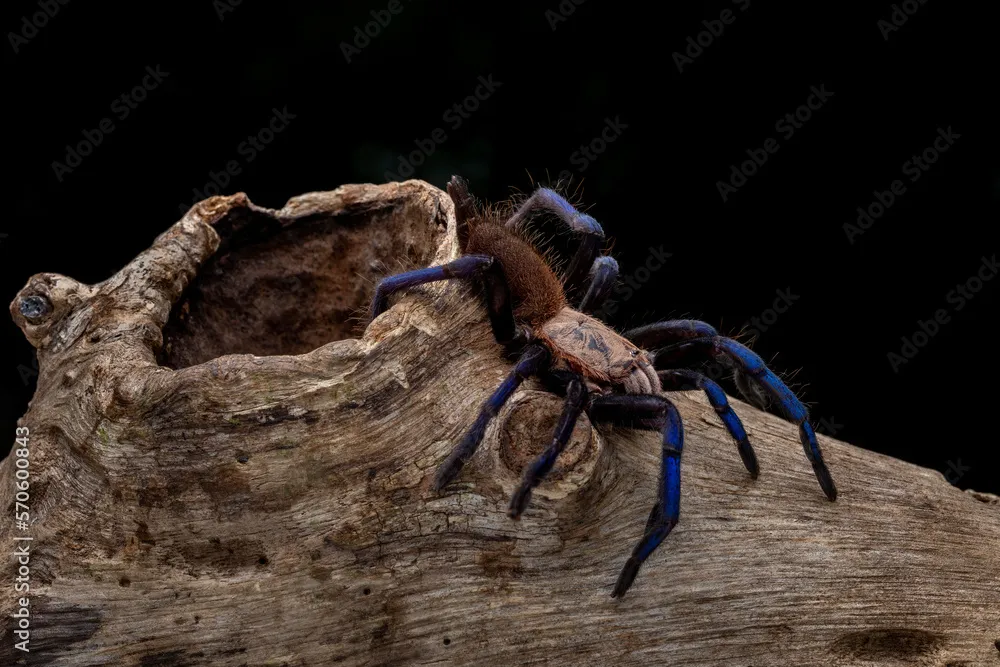 15708 blue tarantula sarawak female