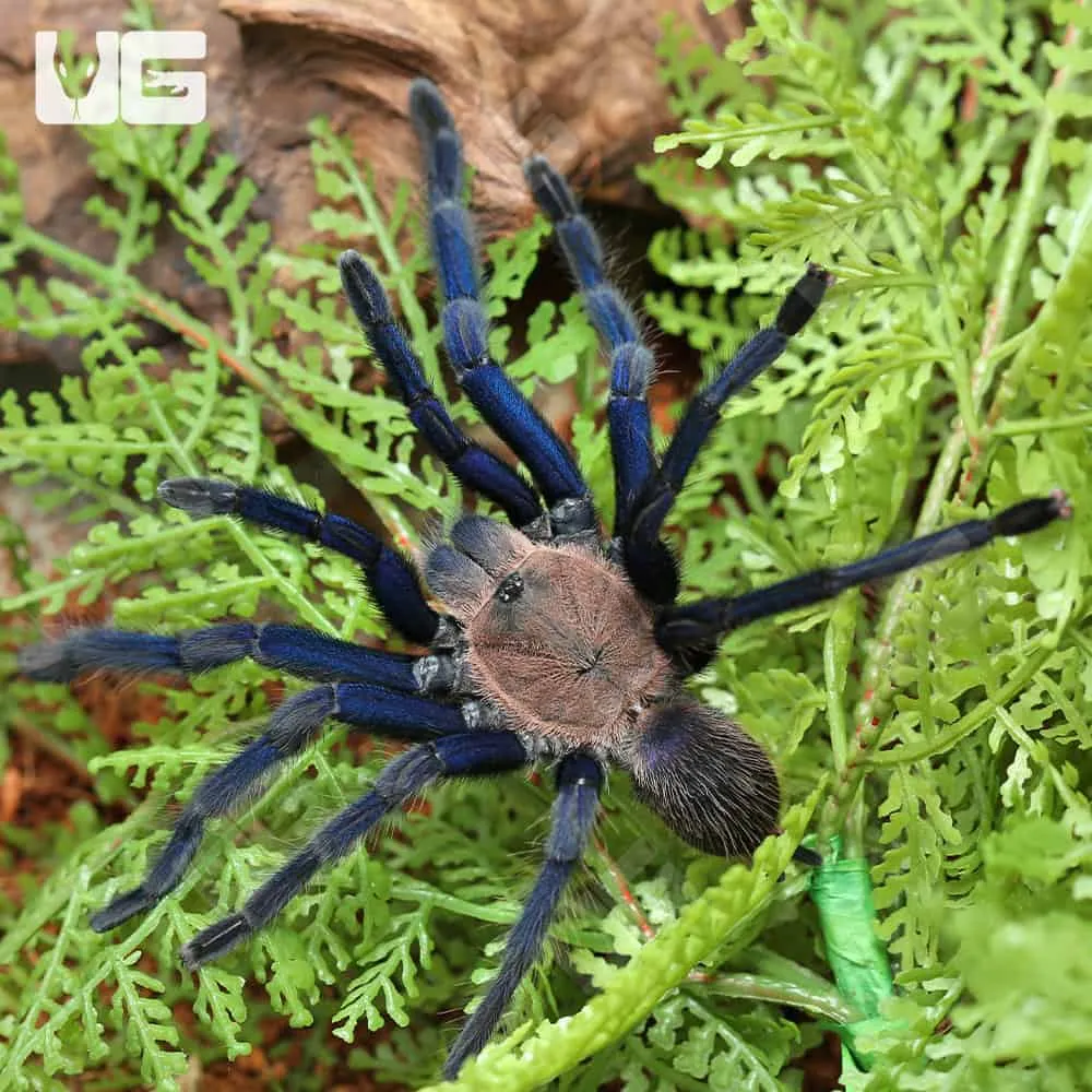 /img/15708-blue-tarantula-sarawak-location.webp