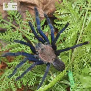 /img/15708-blue-tarantula-sarawak-location.webp