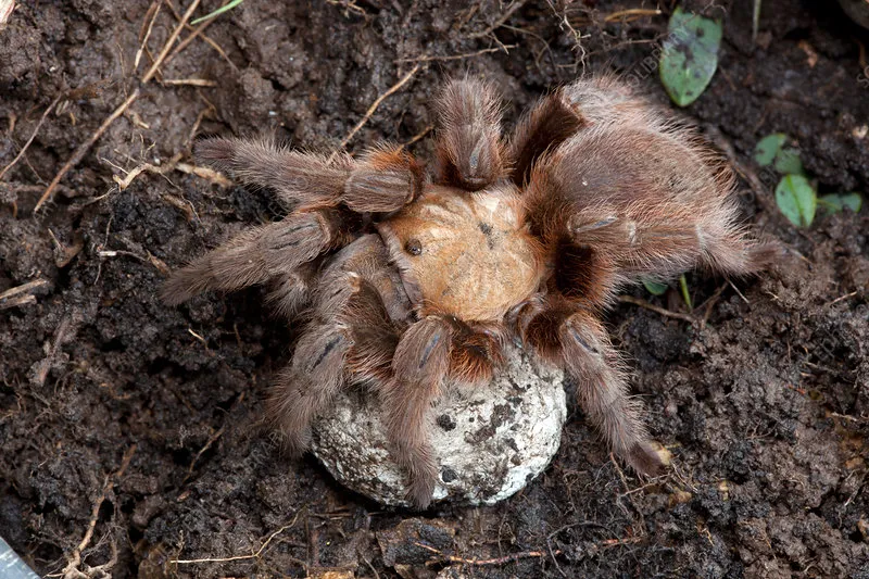 15710 hatching tarantulas