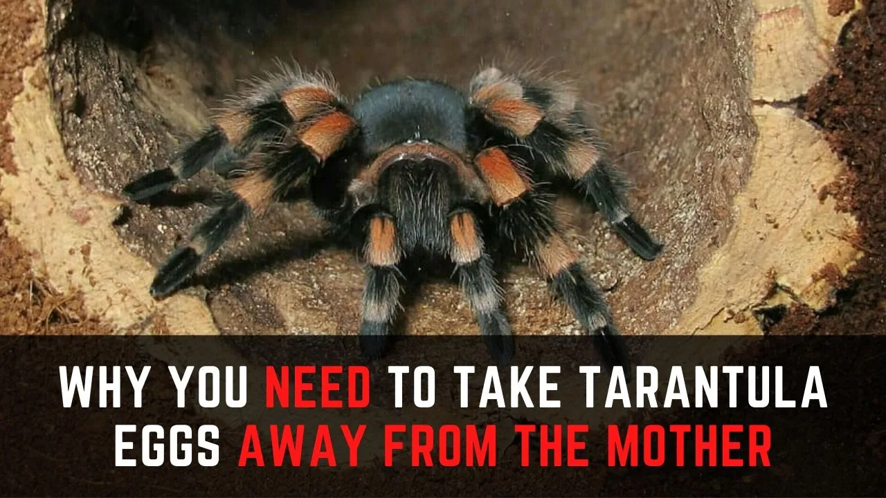 15710 tarantula egg sac