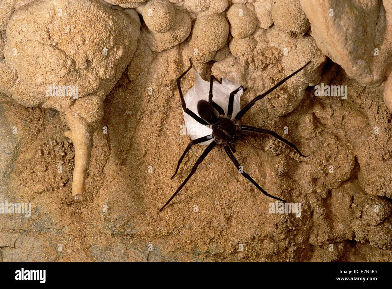 15710 tarantula female