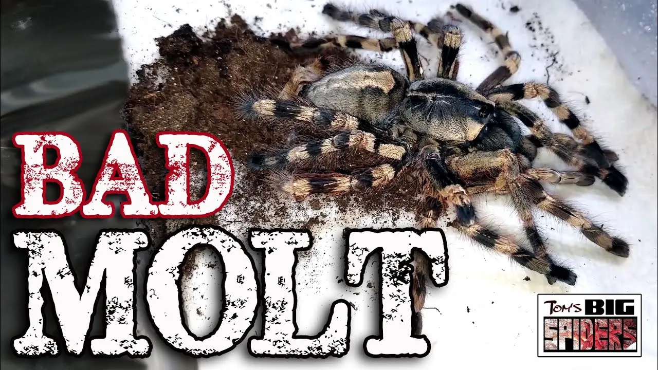 15711 tarantula bad molt 1