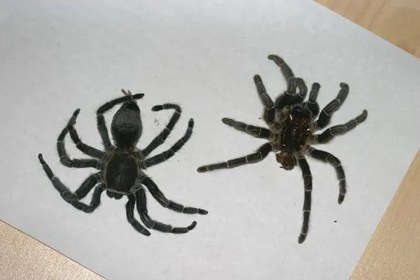 15711 tarantula bad molt 2
