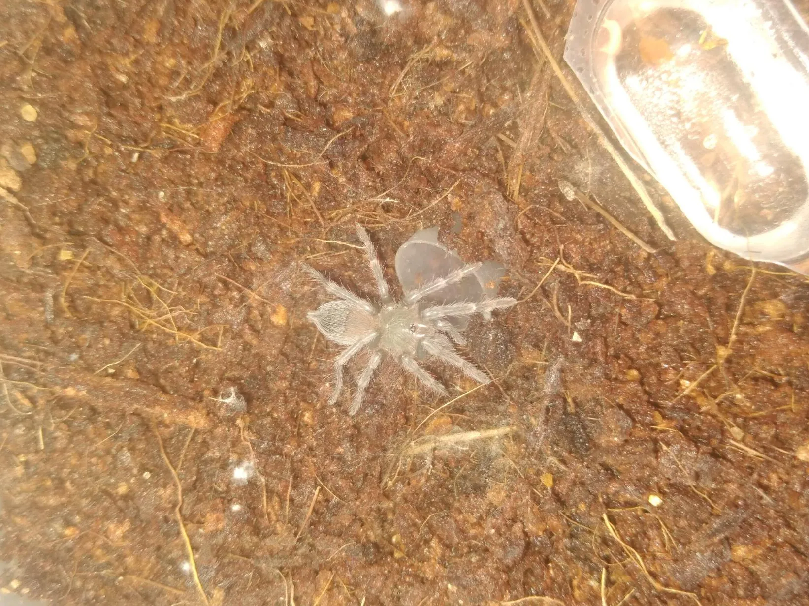 15711 tarantula bad molt 6