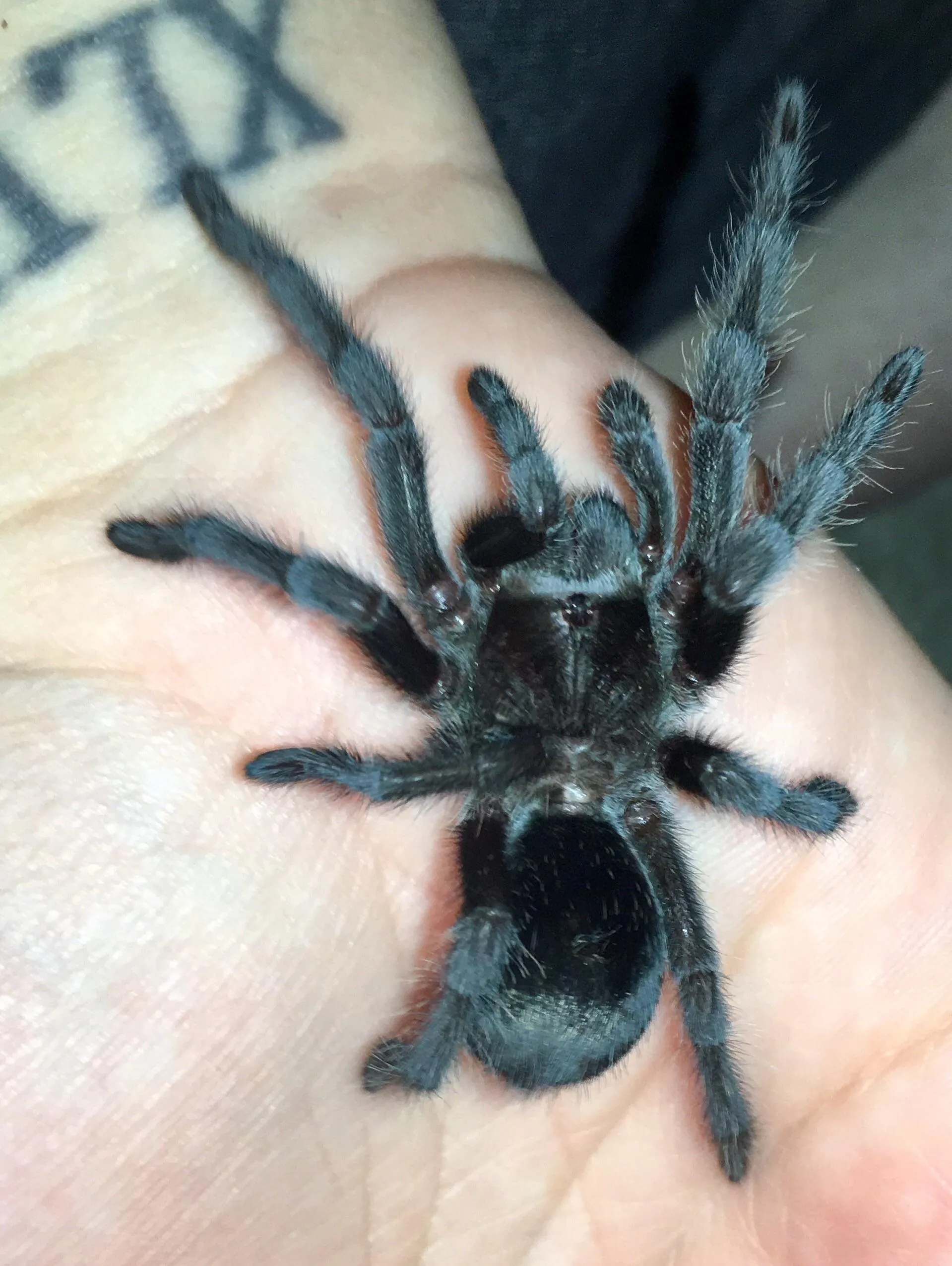 /img/15711-tarantula-bad-molt-7.webp