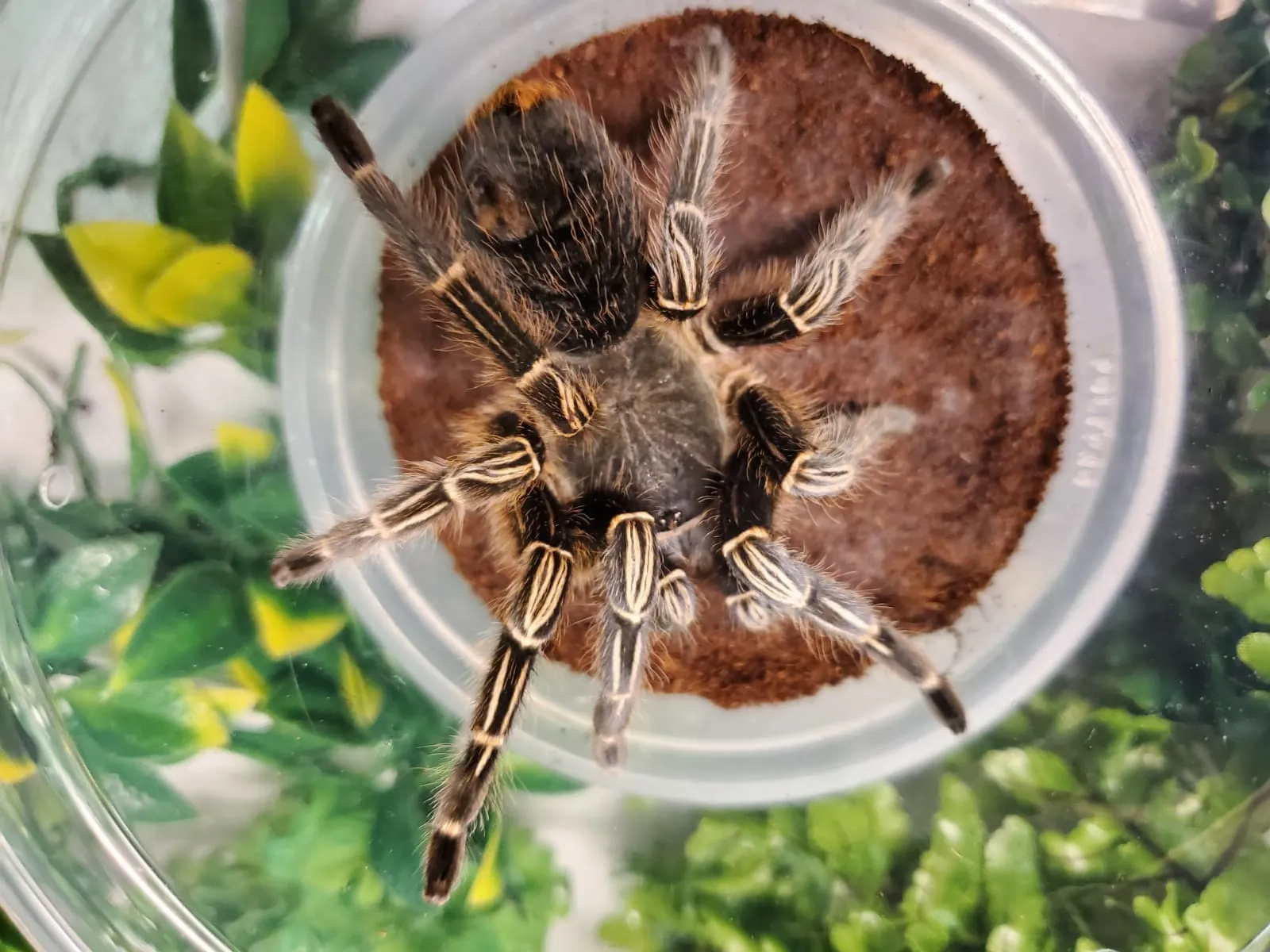 15712 striped knee tarantula aggressive feeding