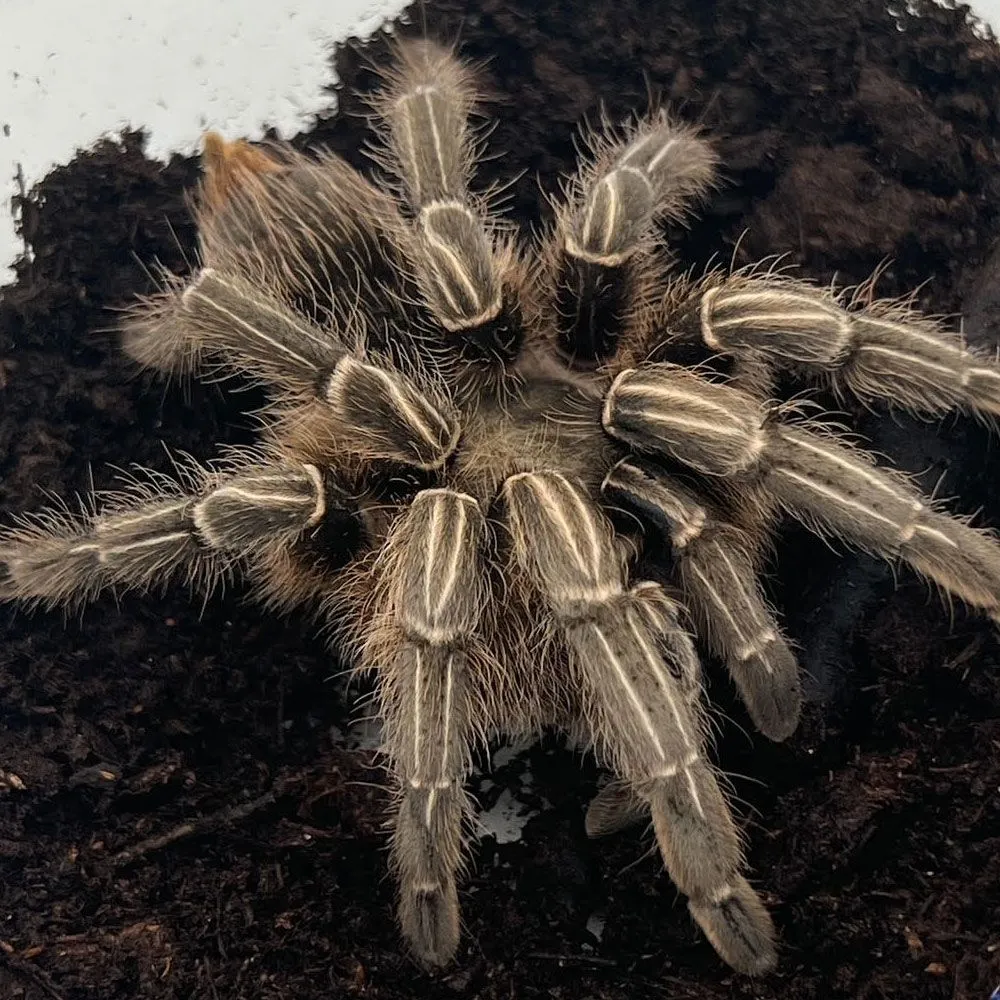 15712 striped knee tarantula aggressive handling