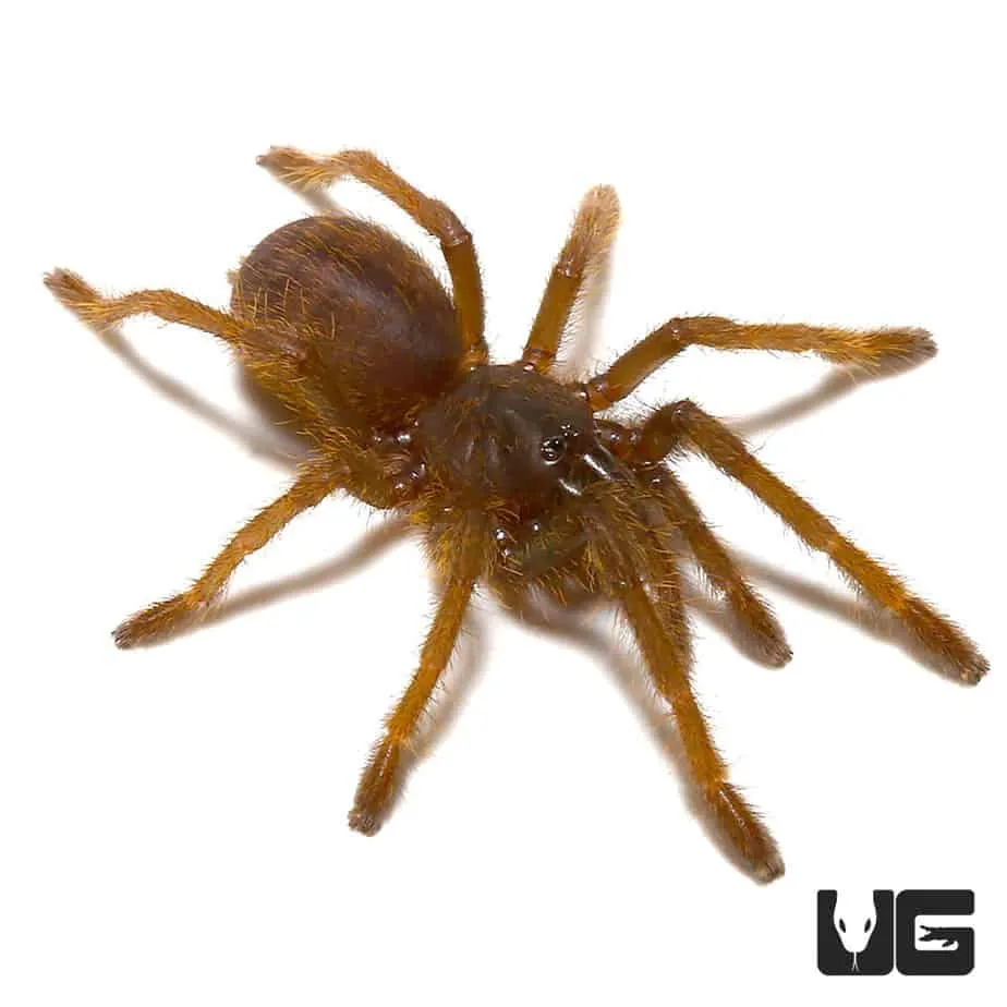 15714 tarantula ganjagold pros cons