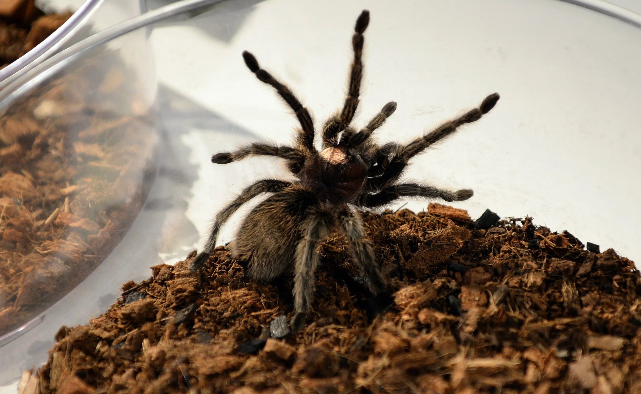 15715 tarantula feeding