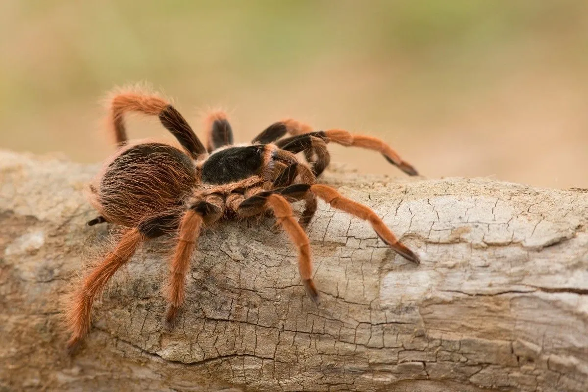 /img/15715-tarantula-lifespan.webp